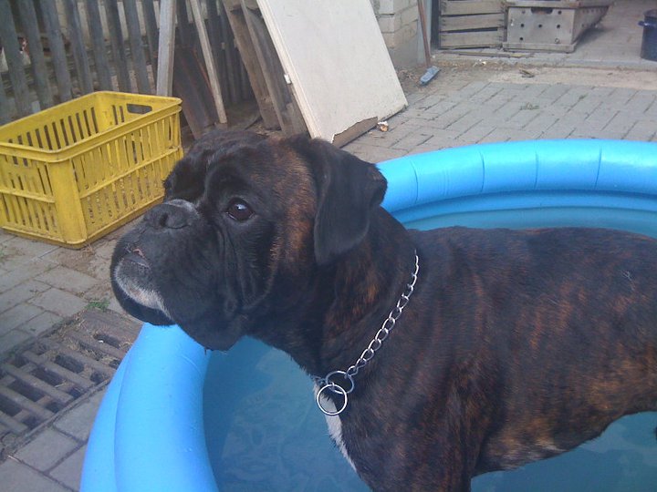 Elvis von der Cyriaxburg Image