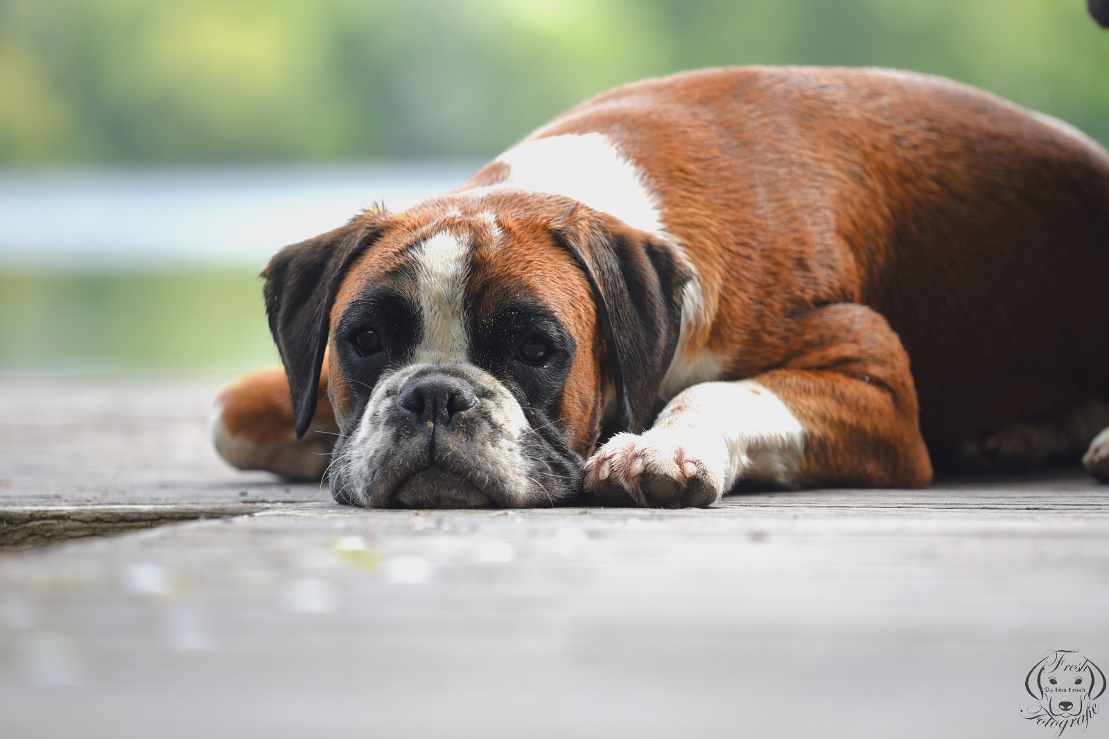 Astronomia von Eldariba